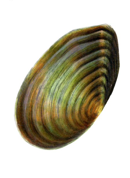 壳蜗牛复古艺术免费图片 Public Domain Pictures