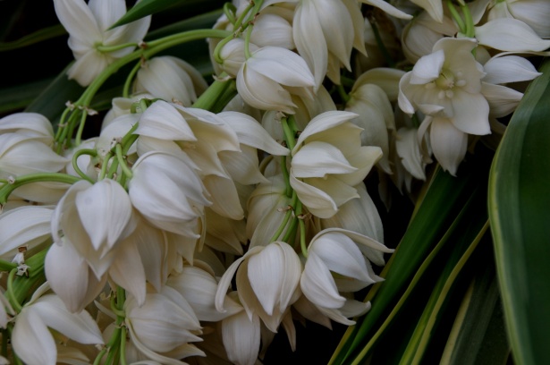 White Bell-shape Flowers Background Free Stock Photo - Public Domain  Pictures