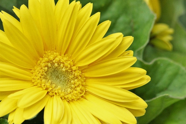 Yellow Gerbera Daisy Close-up Free Stock Photo - Public Domain Pictures