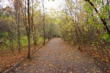 Autumn, forest, park