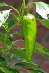 Un peperone verde dolce appuntito
