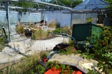 Abandoned greenhouse