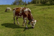 Vache laitière alpine