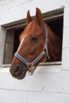 Cavalo Amish