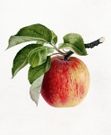 Arte vintage de fruta de manzana