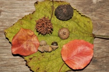 Autumn Collection on Leaf