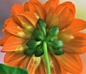 Backside Of An Orange Dahlia Flower