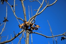 Bare pecan nut tree in winter