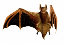 Bat Vintage Art