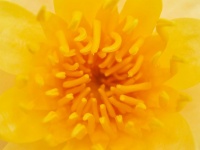 Schöne Seerosen-Lotusblume