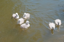 Bebé cisnes en el agua