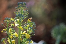 Bee On Yellow Broccoli Flowers