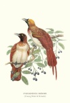 Affiche d'art vintage d'oiseau