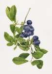 Blåbär frukt konst vintage
