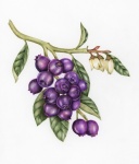 Blueberry fruit art vintage
