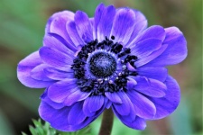 Blue Anemone Poppy Flower Close-up