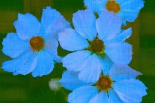 Blue Daisies