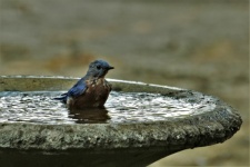 Bluebird In Bird Bath
