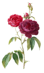 Flor rosa arte vintage