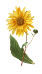 Flori floare de floarea soarelui vintage