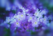 Bloesems bloeien blauw vintage