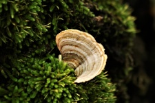 Bracket Fungus on Moss Close-up