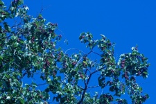 Branches With Red Fruit On