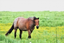 Brown Horse in Field of Wildflowers