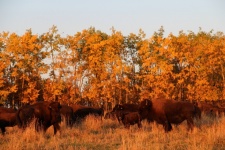 Buffalo During Autumn Light