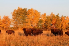 Buffalo During Autumn Light