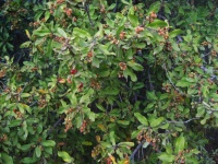 Buffalo Thorn Tree With Fruit