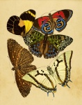 Papillons Vintage