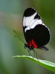 La farfalla