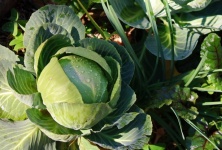 Cabbage Head In A Garden