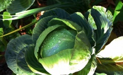 Cabbage Head With Water Droplets