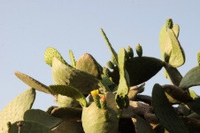 Cactus plant against sky