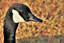 Canadá Goose Profile Portrait