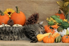Cat Sleeping with Pumpkins