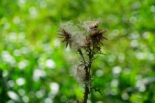 Withered Thistle