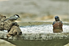 Chickadee und Bluebird im Vogelbad