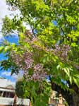 Chinaberry Tree In Flower