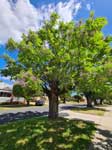 Chinaberry Tree In Spring