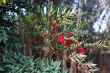 Clusters of berries on holy bamboo