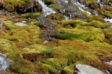Mousse et lichen colorés