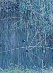 Common Moorhen On Dam Water