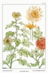Crysanthemum Flower Blossom Vintage