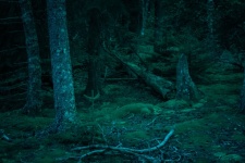 Deep Dark Woods