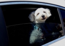 Cachorro olhando pela janela do carro
