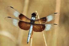 Close-up de libélula em junco