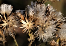 Dried Wild Thistle Flowers Close-up